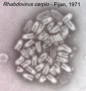 Rhabdovirus carpio